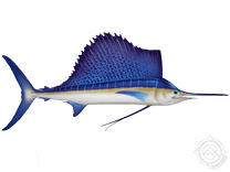 Atlantic Sailfish